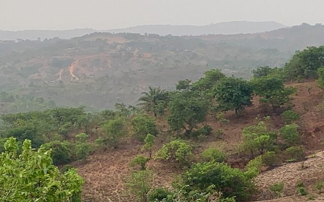 Ngwo Pine Forest